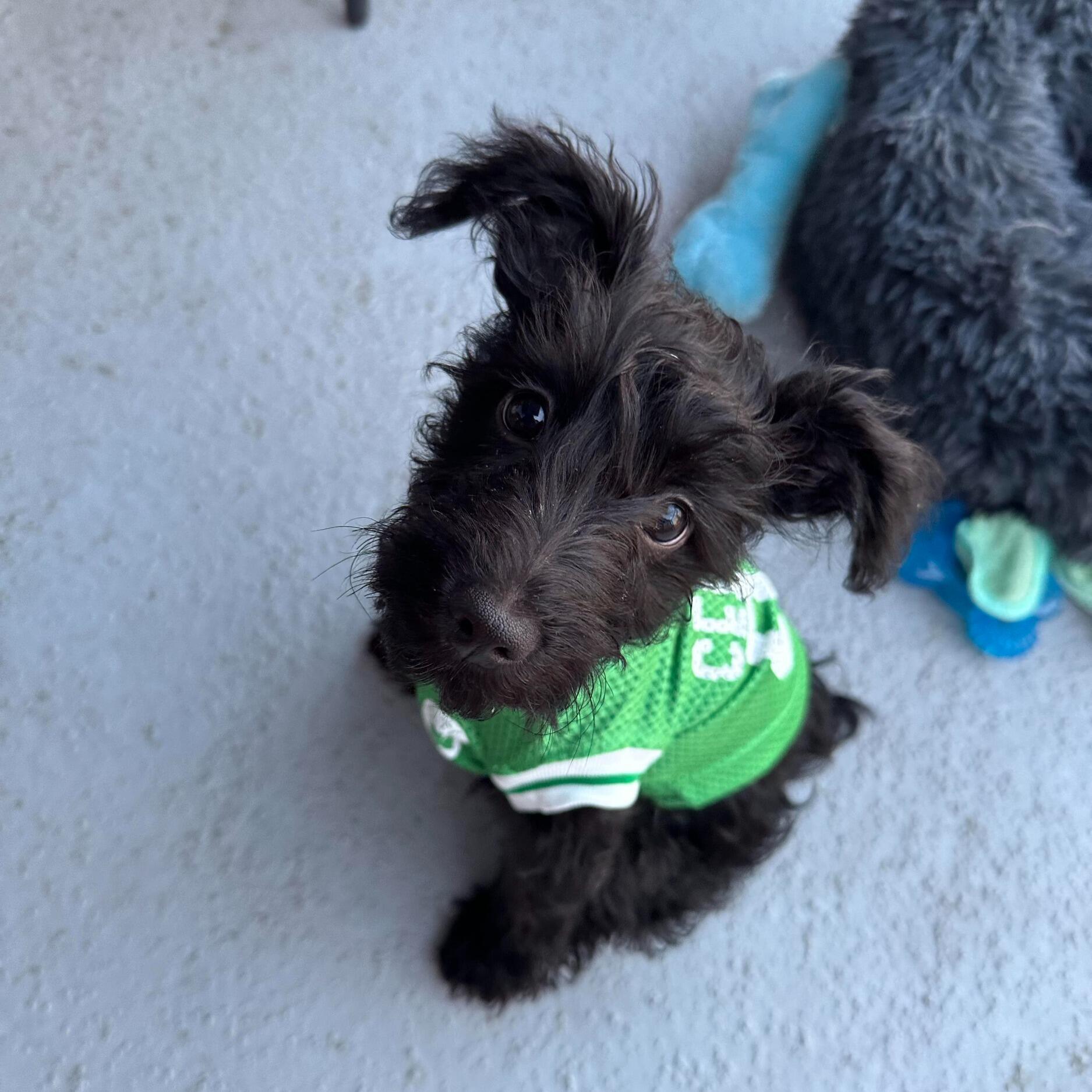 Picture of In May 2024, we added the newest and cutest Celtics fan to our family and began the new adventure of being pawrents to sweet Onyx <3