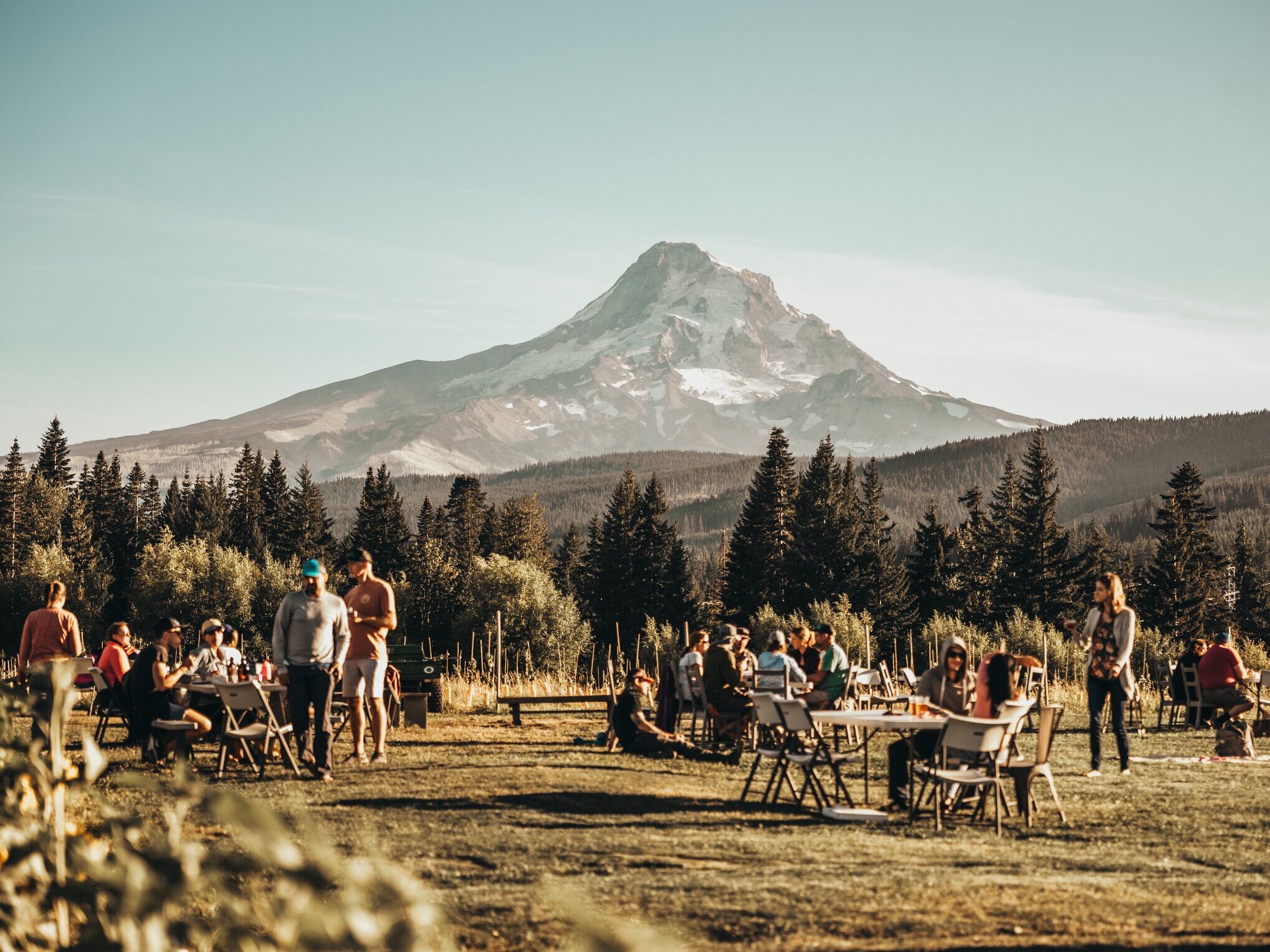 Picture of Grateful Vineyard