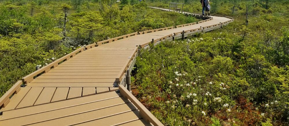 Picture of Bog walk - Bangor City Forrest