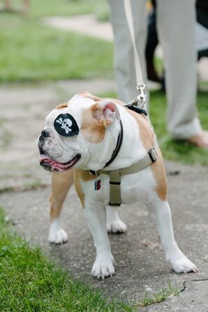 Pirate Pet Outfit