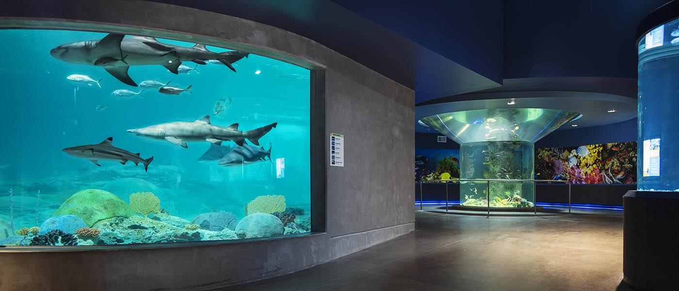 Picture of OdySea Aquarium