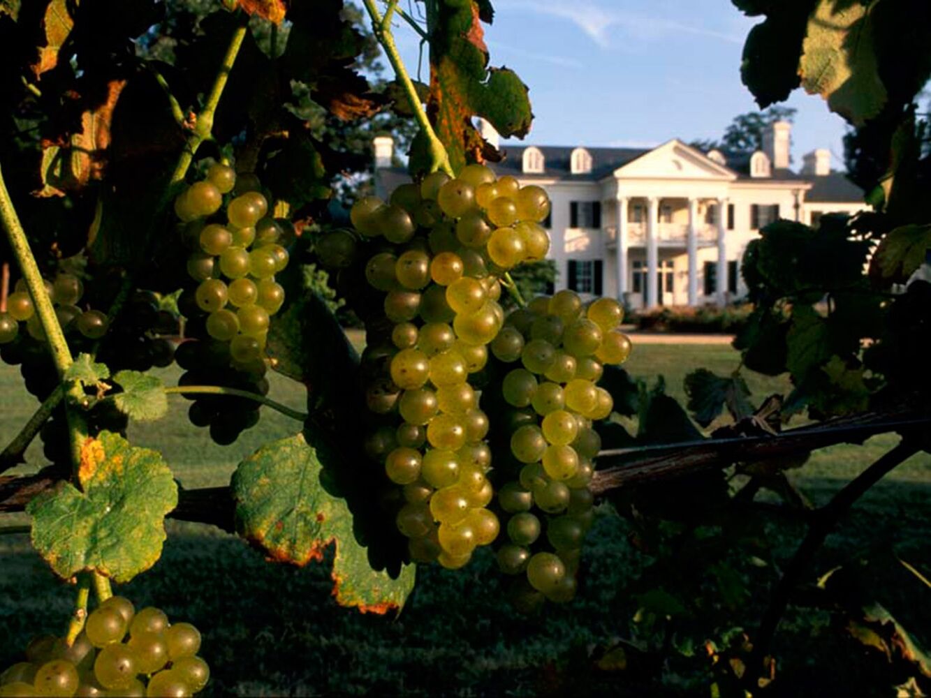 Picture of Keswick Vineyards