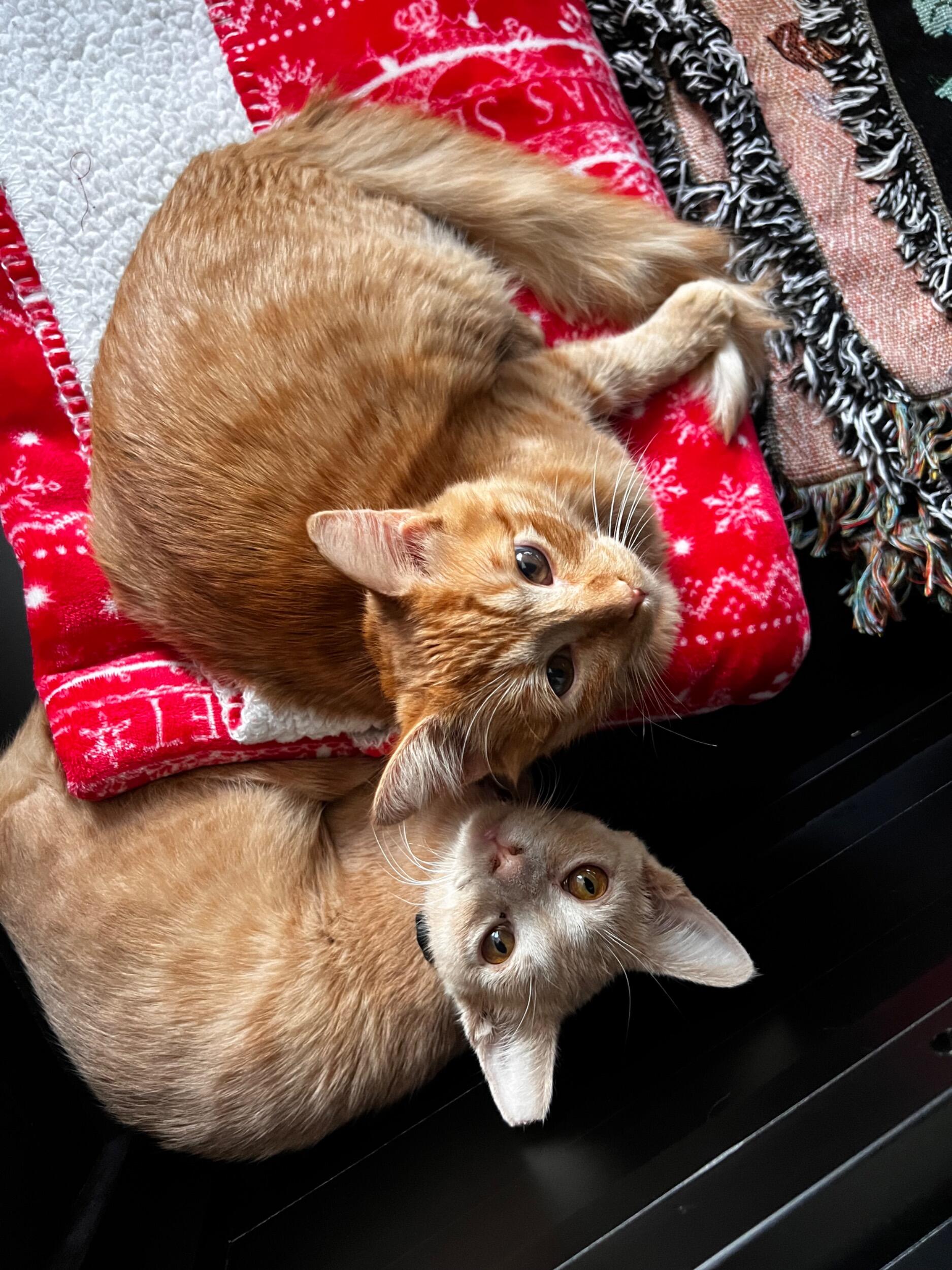 LOOK AT THESE BABIES!! While the picture is dated much later, we picked up our second baby in August. BMO is Gunther’s brother, from the same litter. They have their mother’s eyes, like Harry Potter.