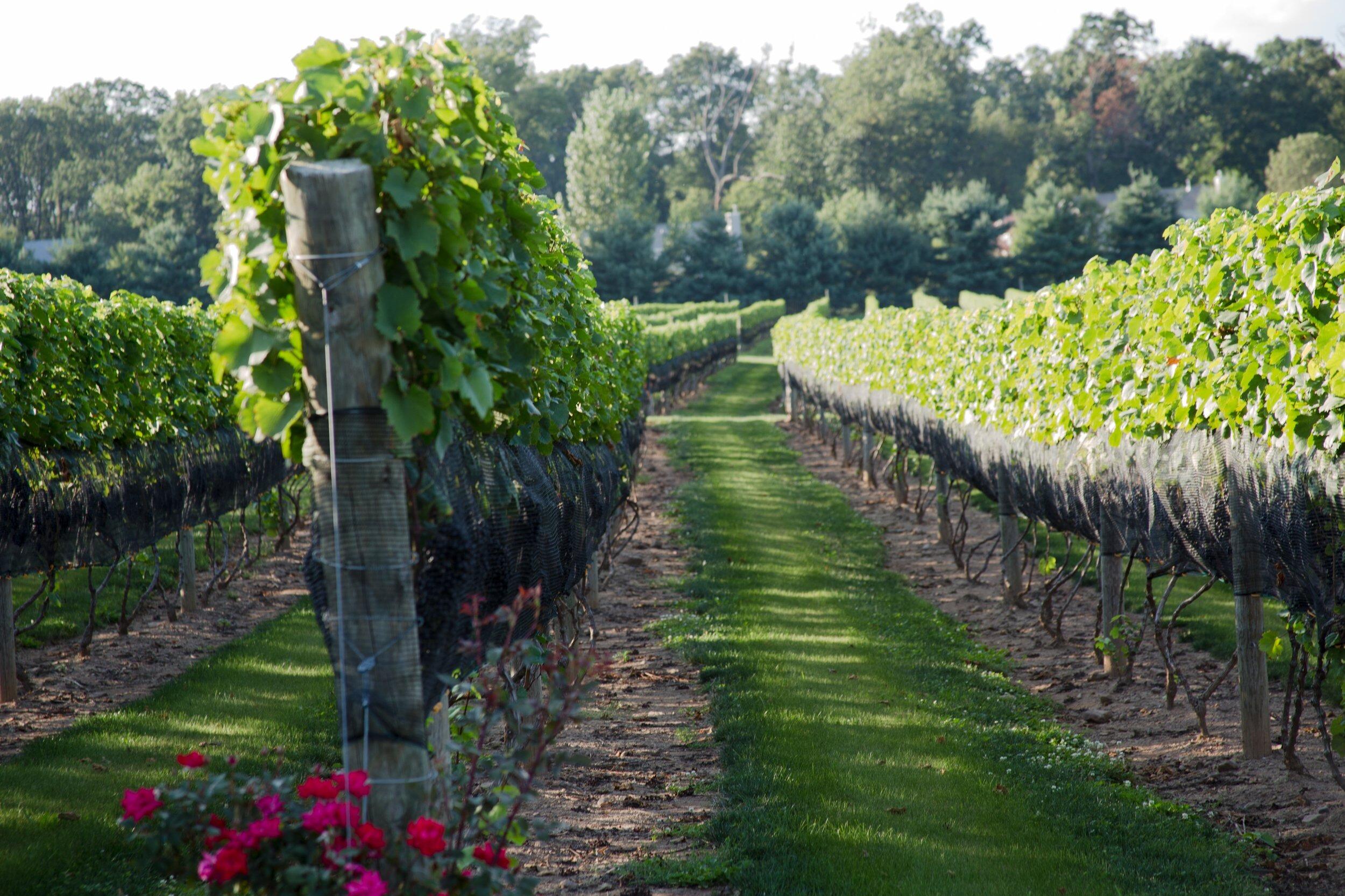 Picture of Beneduce Vineyards