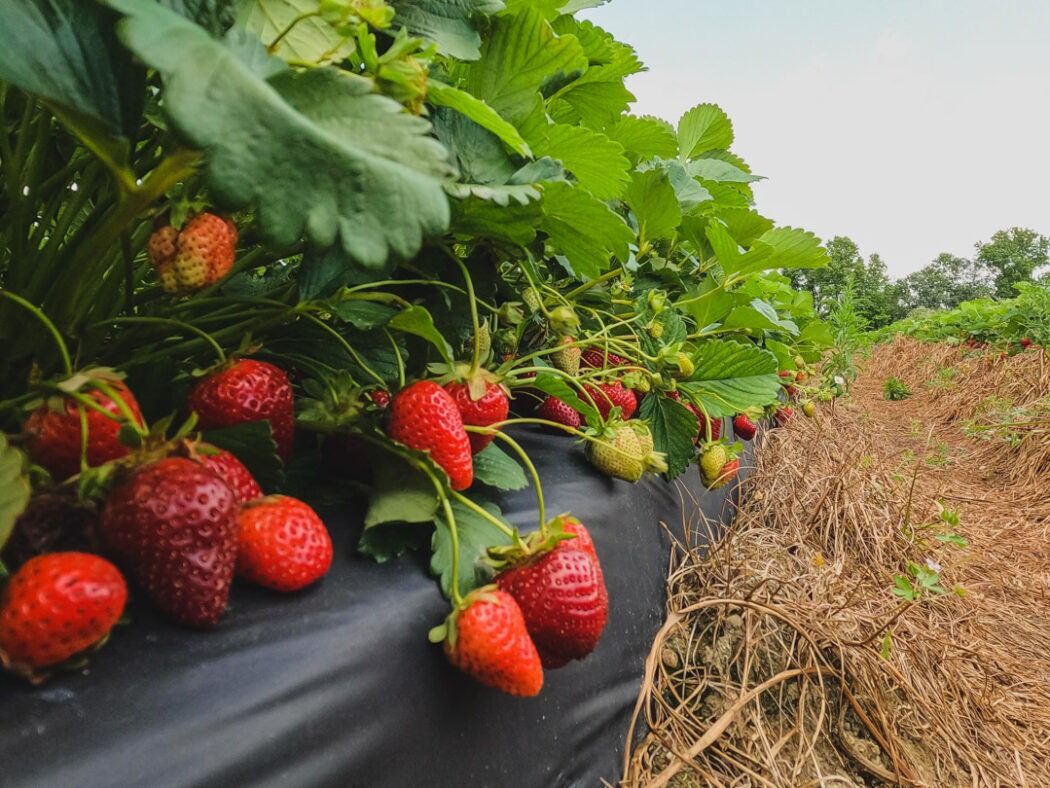 Picture of Strawberry Picking at Gurosik's Berry Plantation