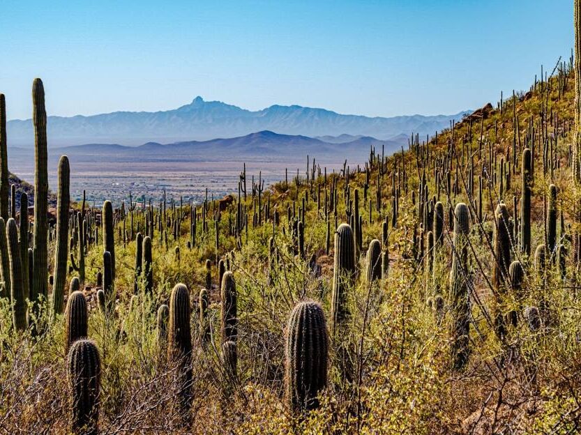 Picture of Saguaro National Park