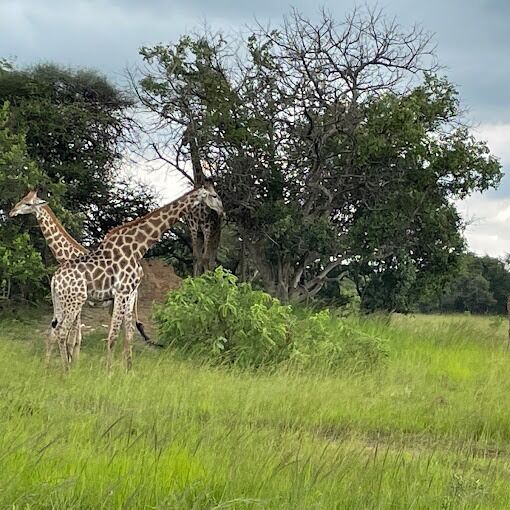 Picture of Chaminuka Lodge