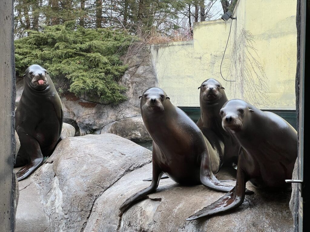Picture of Seneca Park Zoo