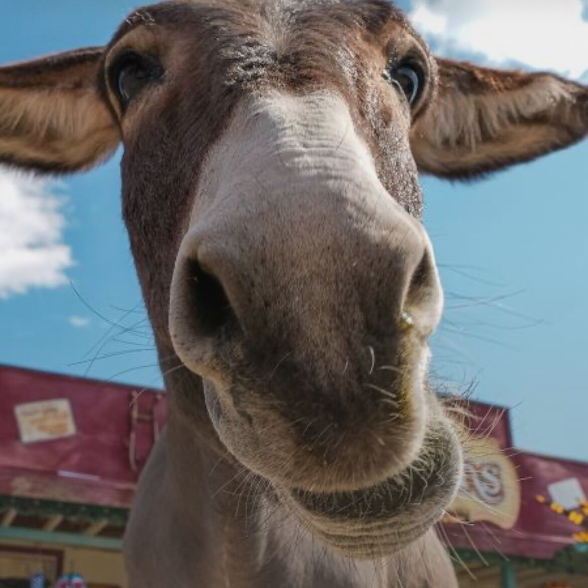 Picture of Oatman