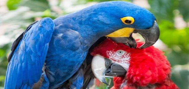 Picture of National Aviary