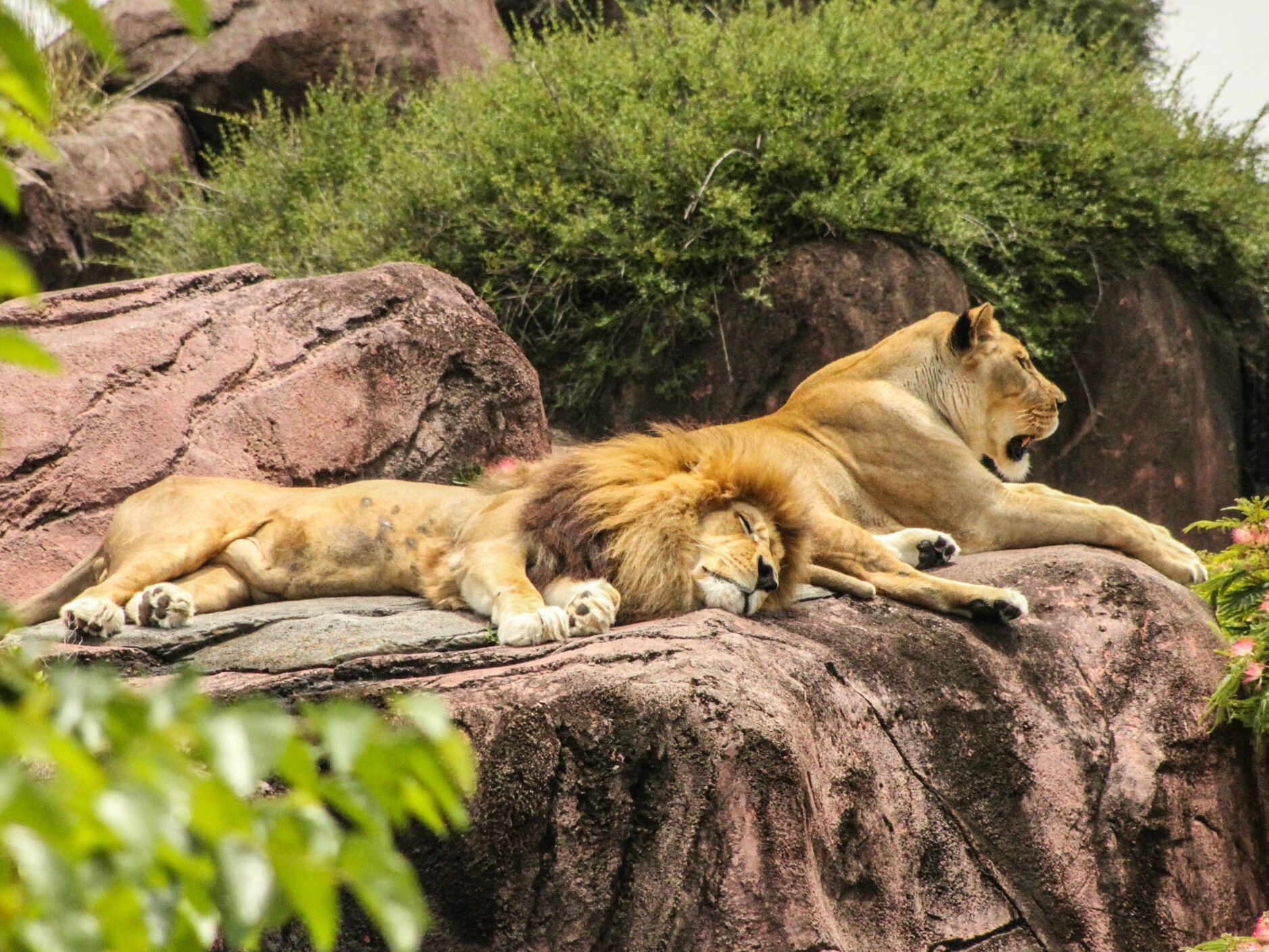 Picture of Detroit Zoo