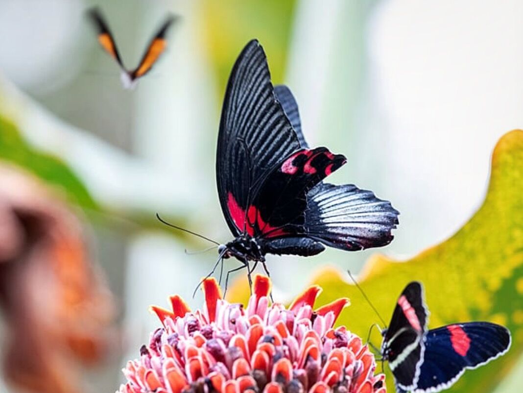 Picture of Houston Museum of Natural Science