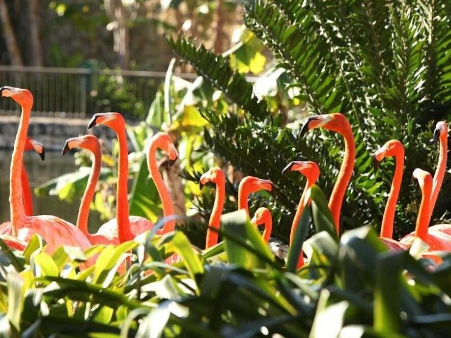 Picture of Jungle Island