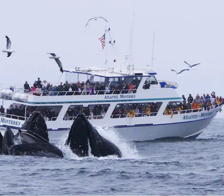 Picture of Princess Monterey Whale Watching