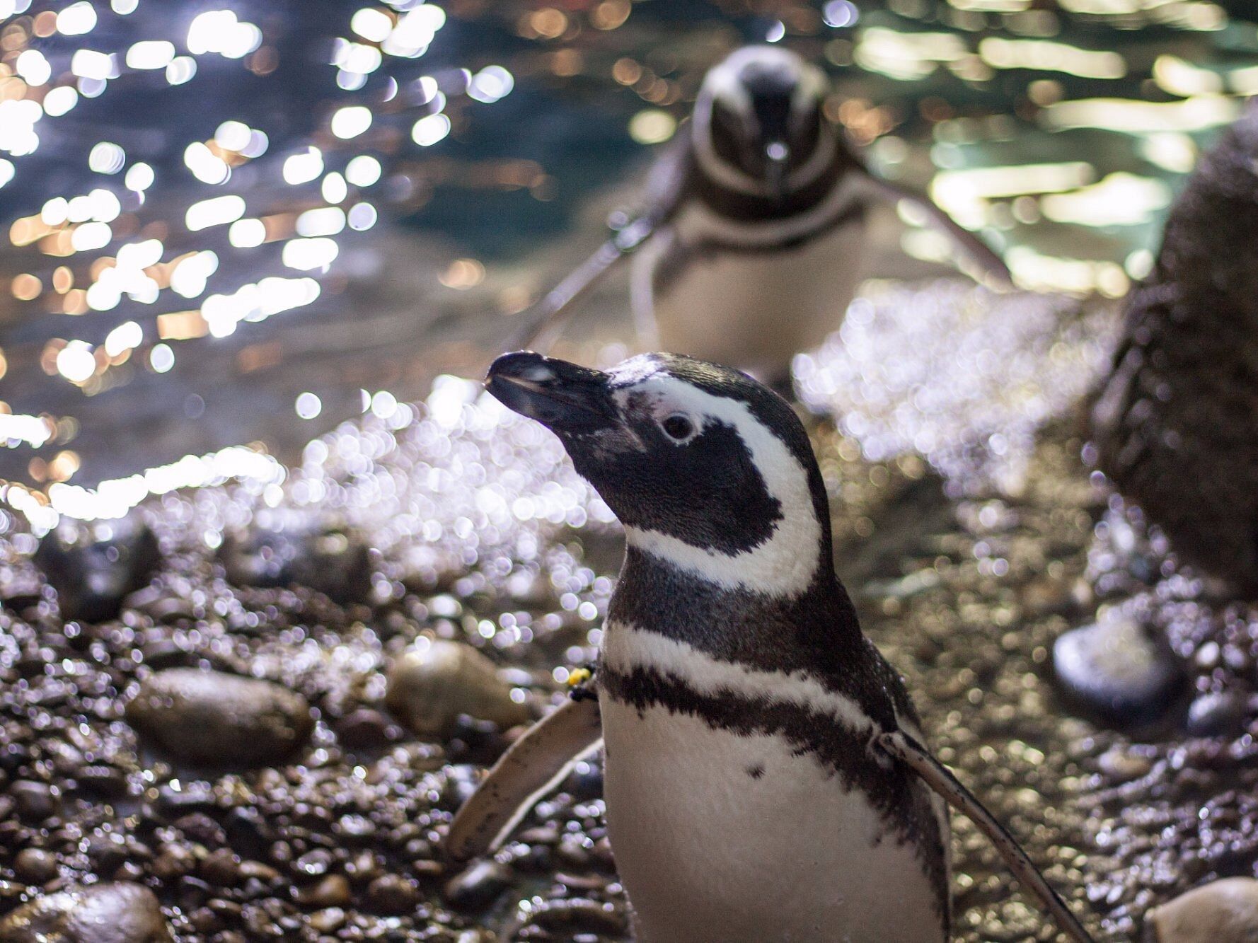 Picture of John Ball Zoo