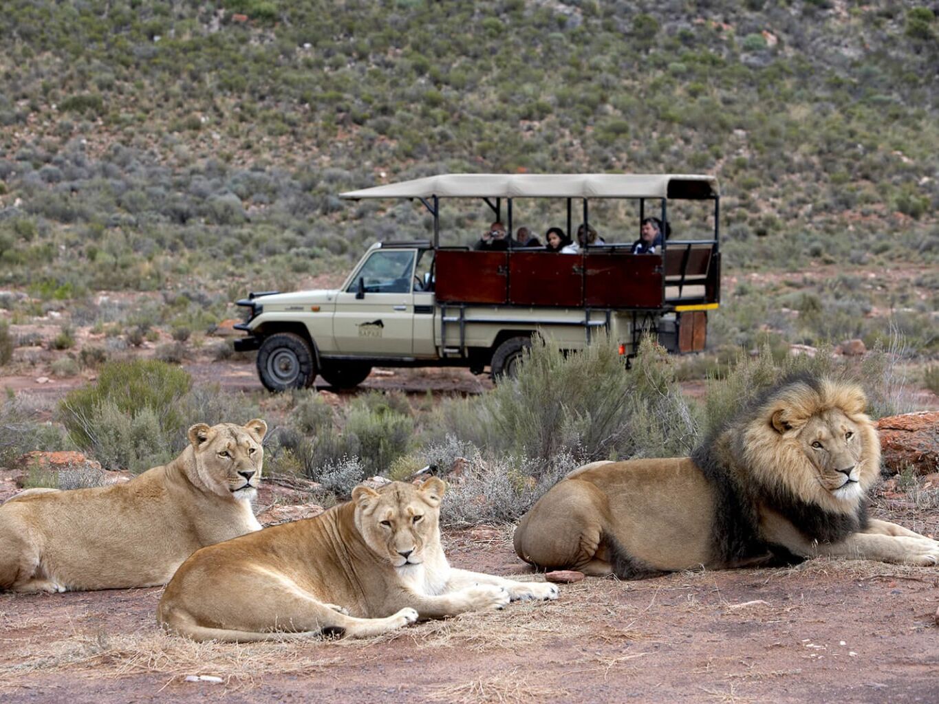 Picture of Safari (Game Reserve)