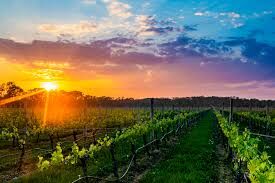Picture of Long Island Wineries
