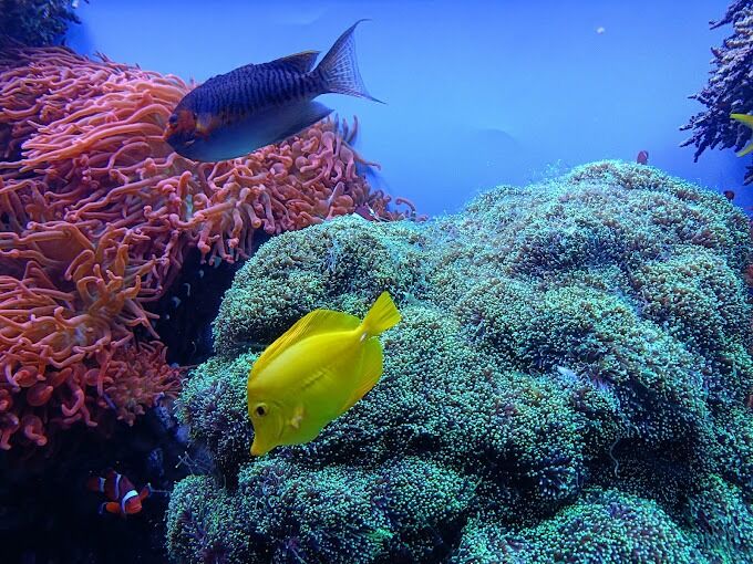 Picture of Monterey Bay Aquarium