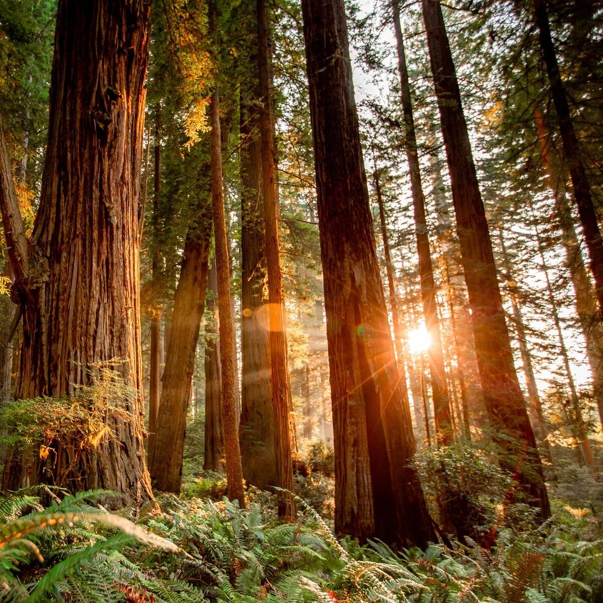 Picture of Redwood National and State Parks