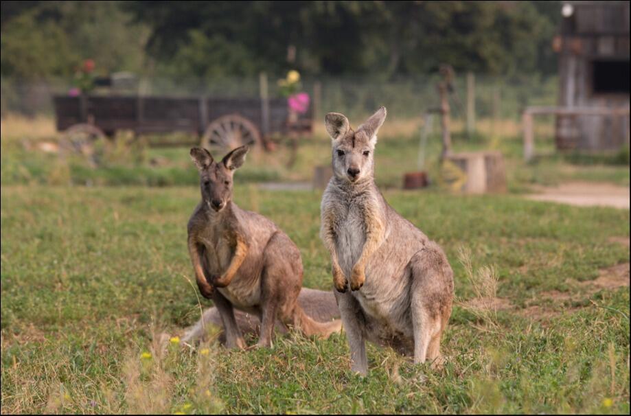 Picture of Kangaroo Creek Farm