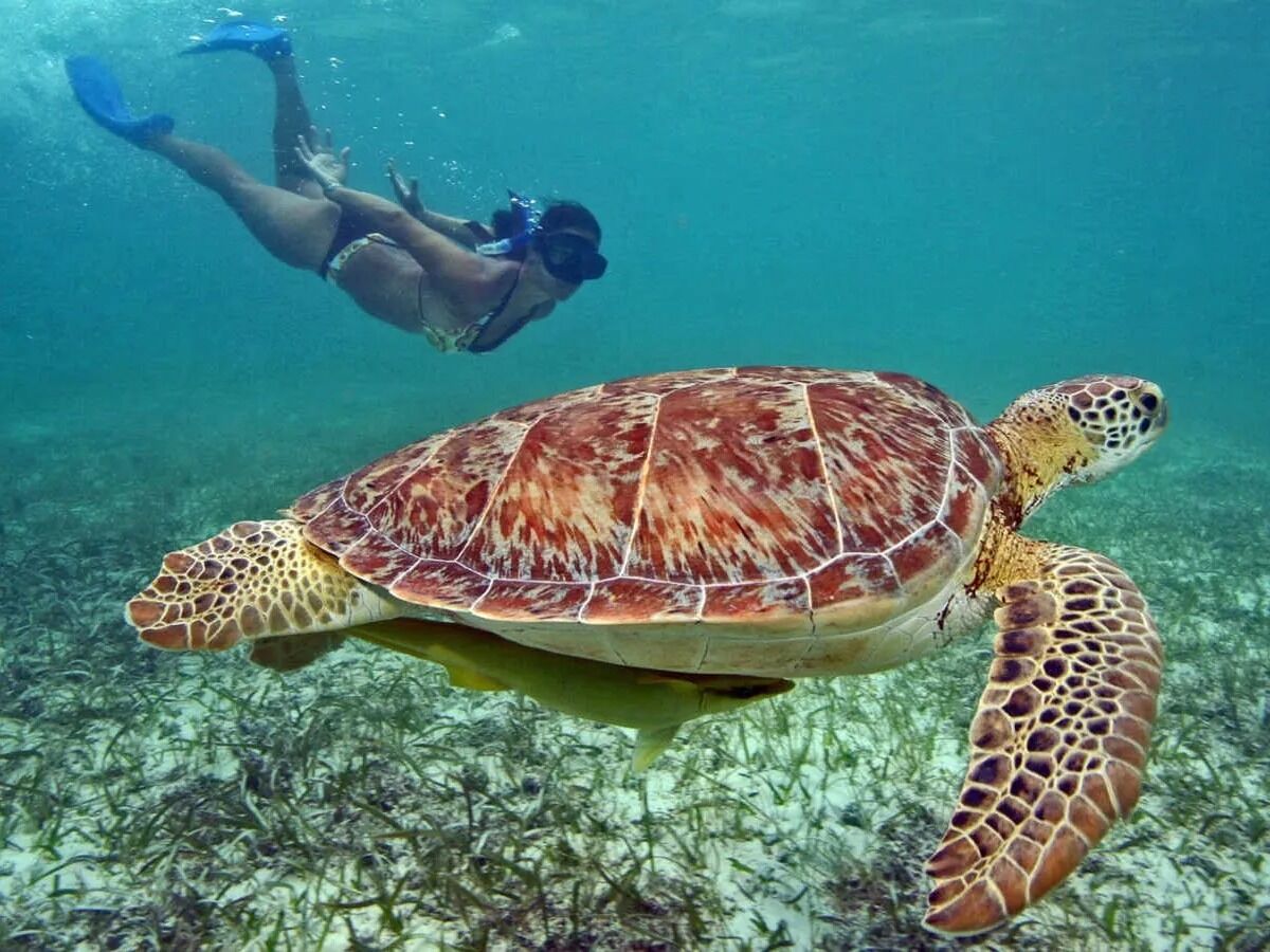 Picture of Islamorada Turtle Tours LLC