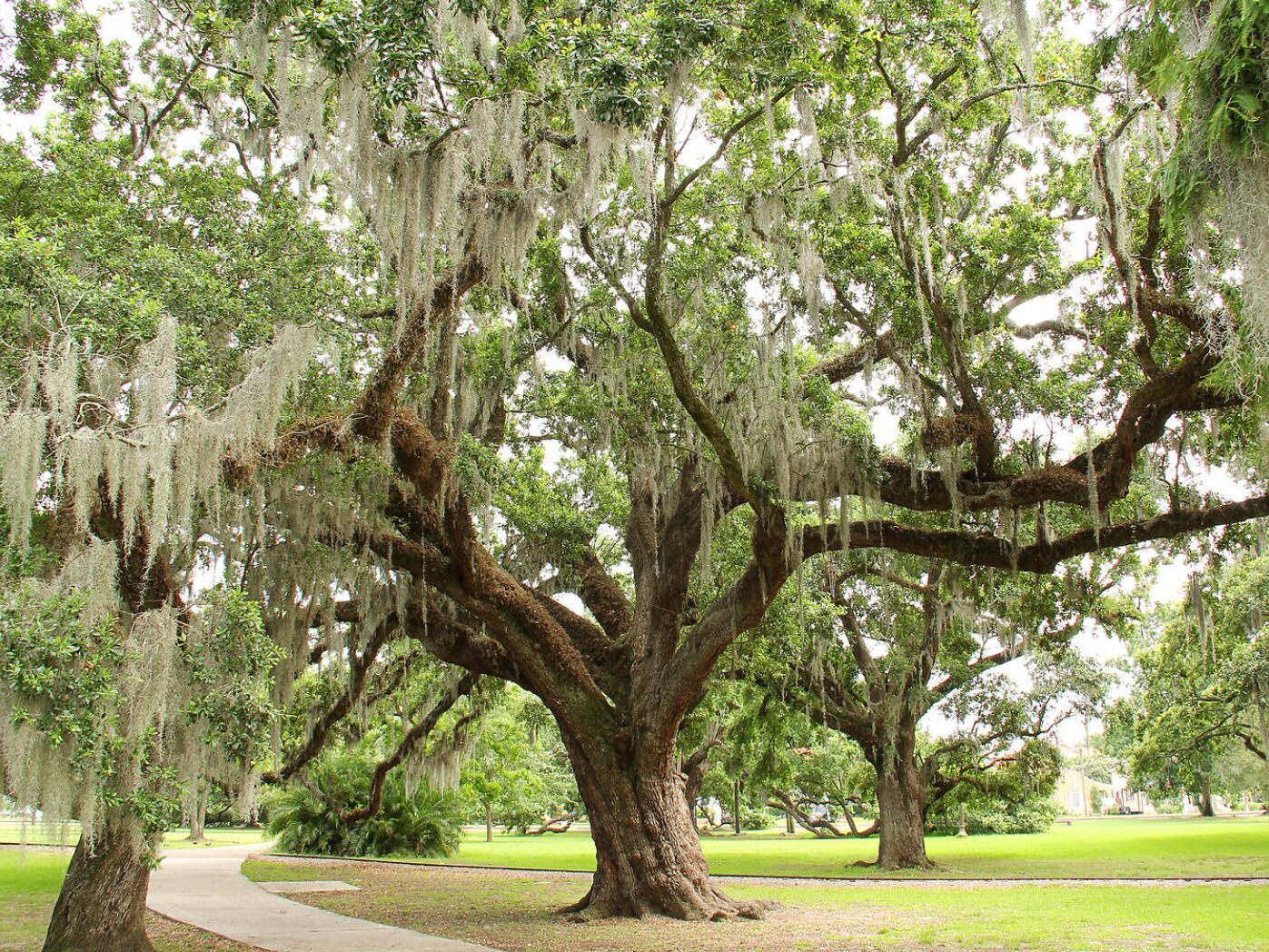 Picture of New Orleans City Park