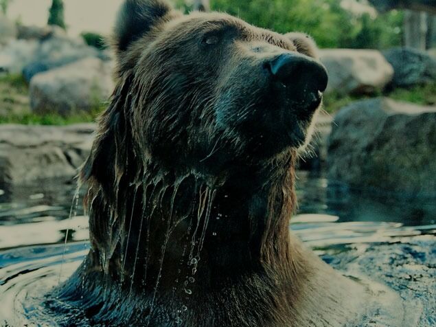 Picture of Minnesota Zoo