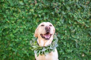Natural Eucalyptus Dog Collar