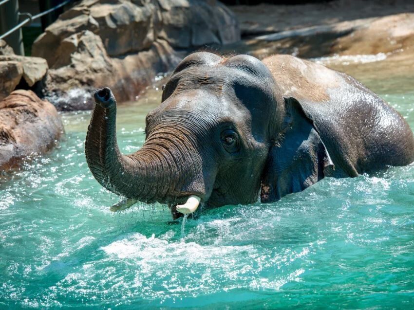 Picture of Houston Zoo