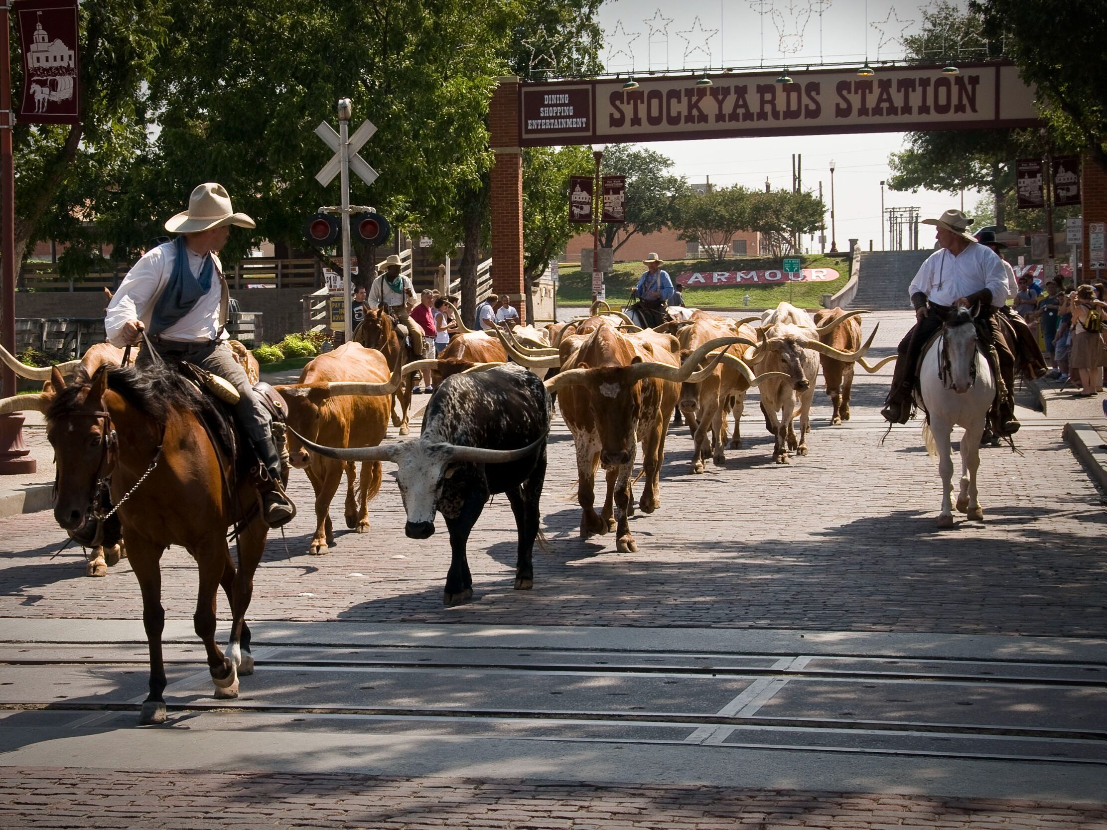 Picture of Fort Worth Cattle Drive