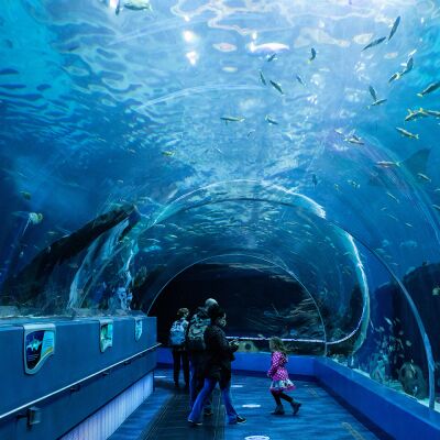 Picture of Georgia Aquarium