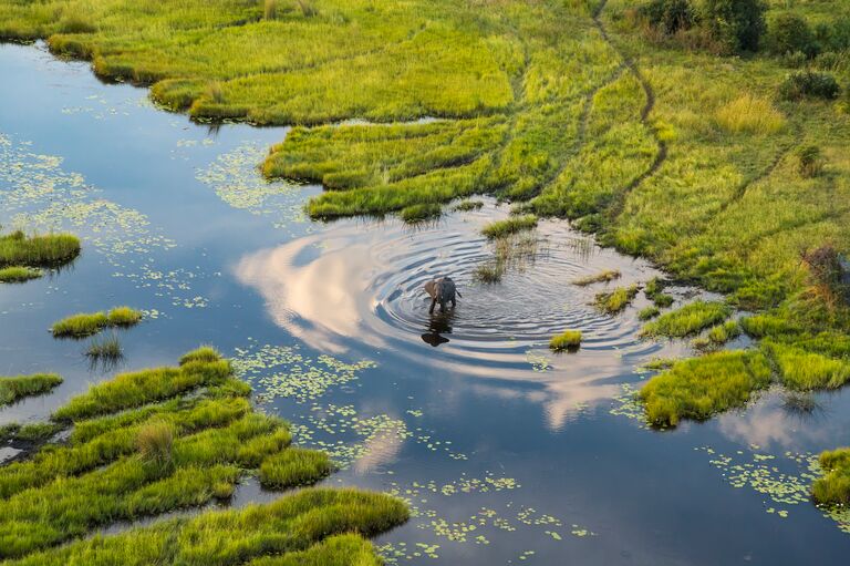 elephant in the okavango delta of botswana for a honeymoon