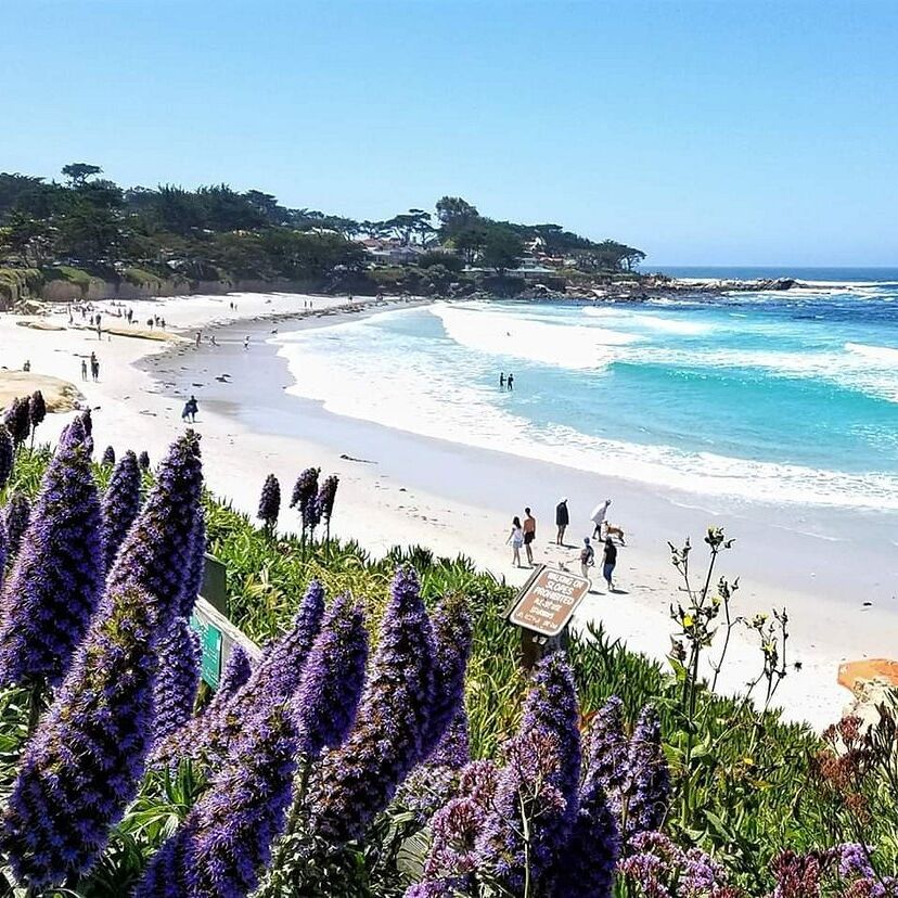 Picture of Carmel Beach