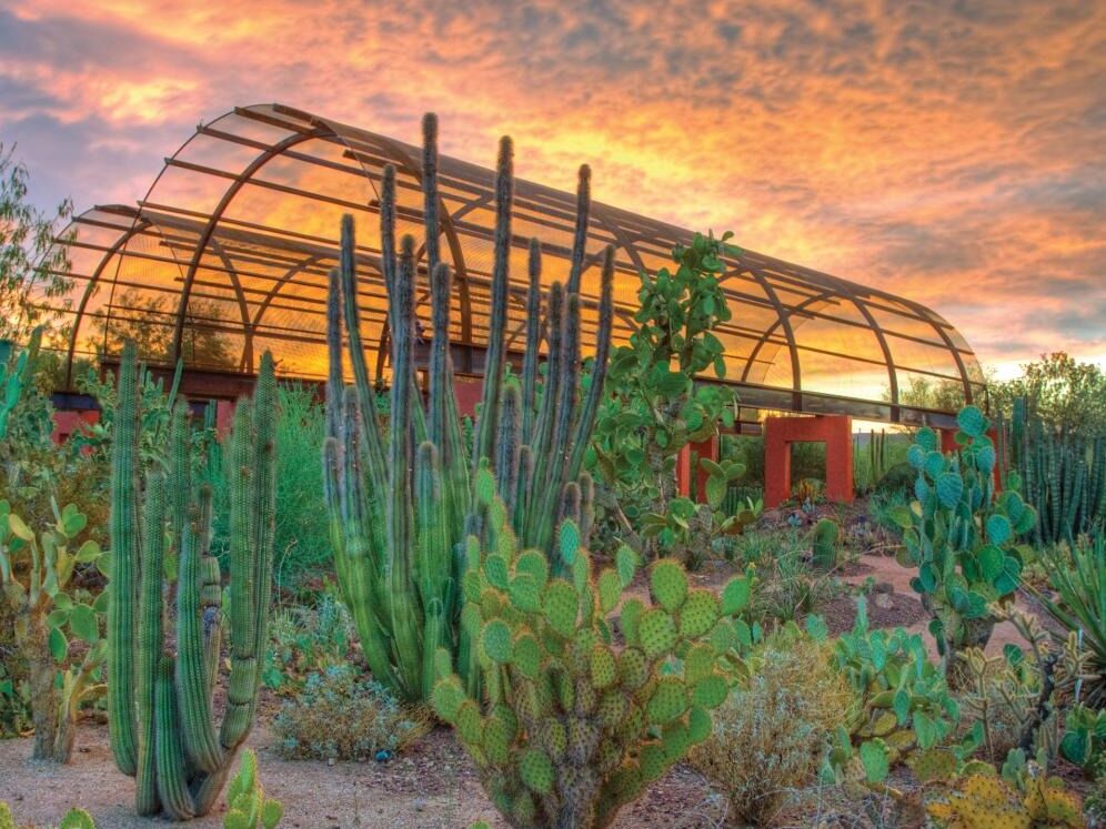 Picture of Desert Botanical Garden