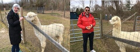 Picture of Jersey Shore Alpacas