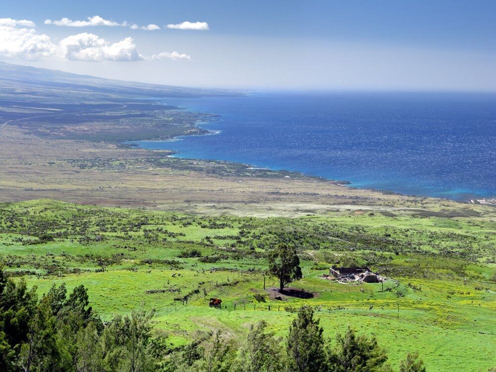 Picture of Kohala Mountain Road