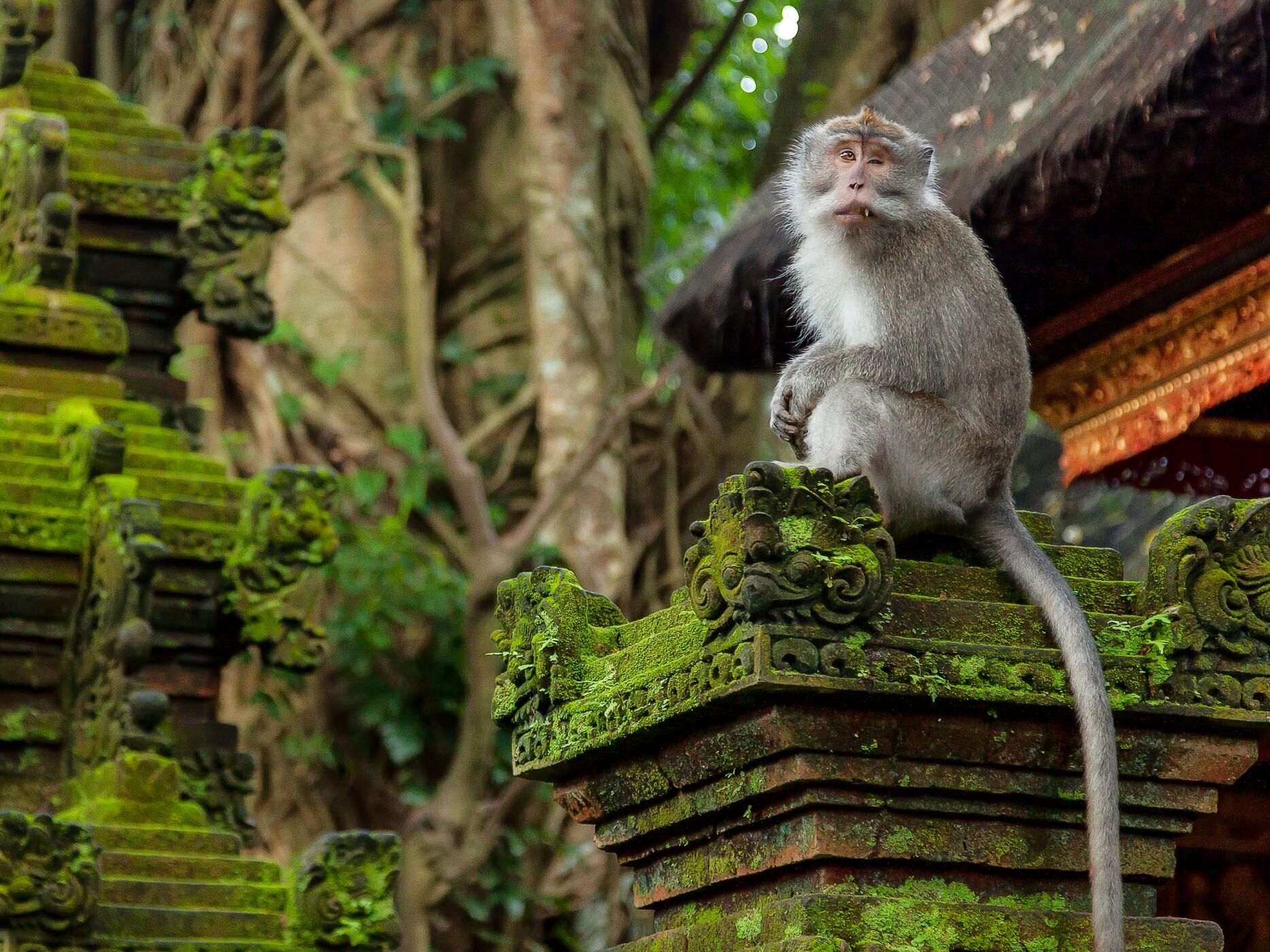 Picture of Explore the Ubud Monkey Forest