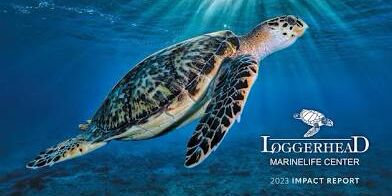 Picture of Loggerhead Marine Life Center