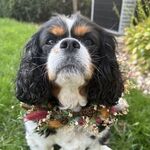 Charlie 
