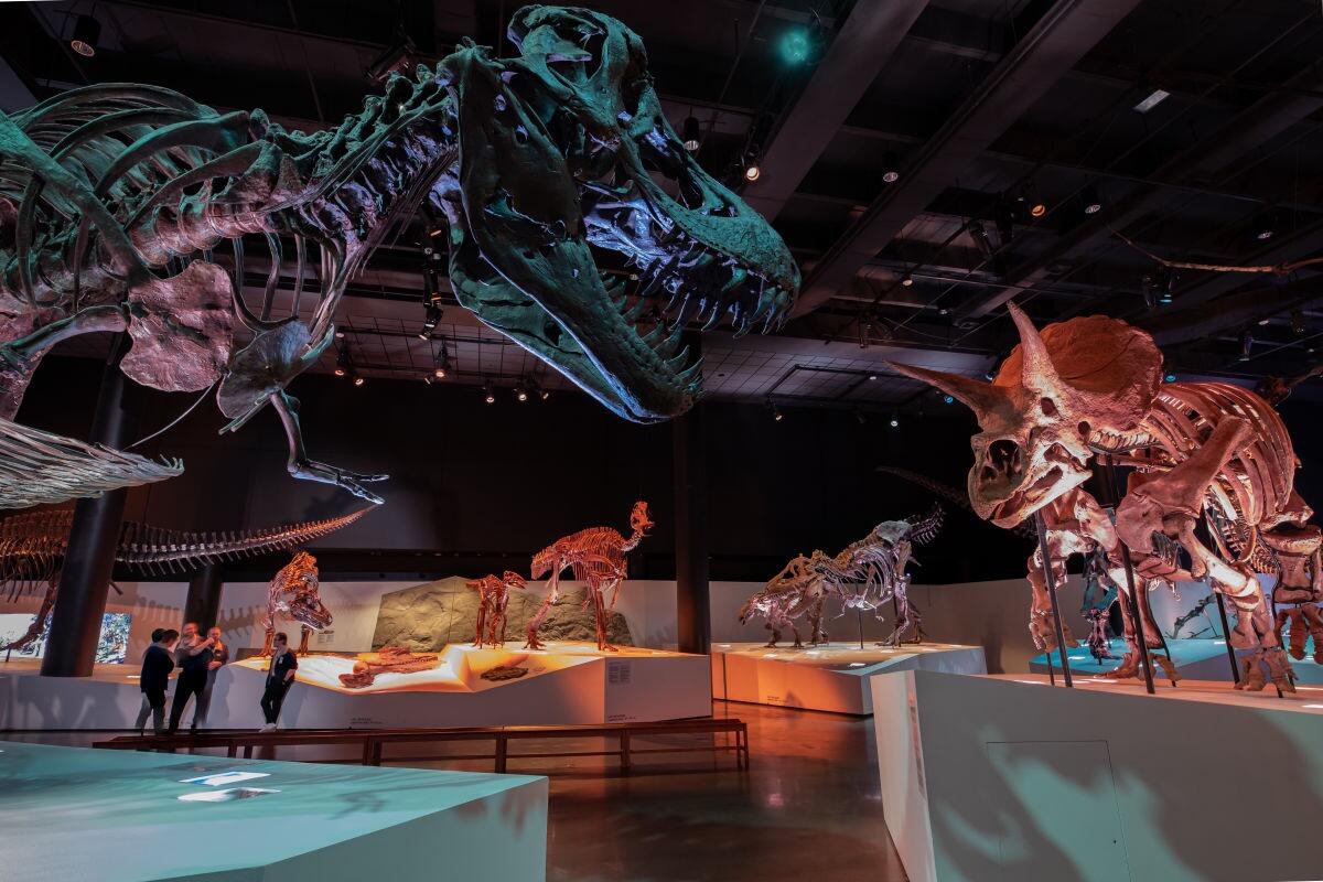 Picture of The Houston Museum Of Natural Science 