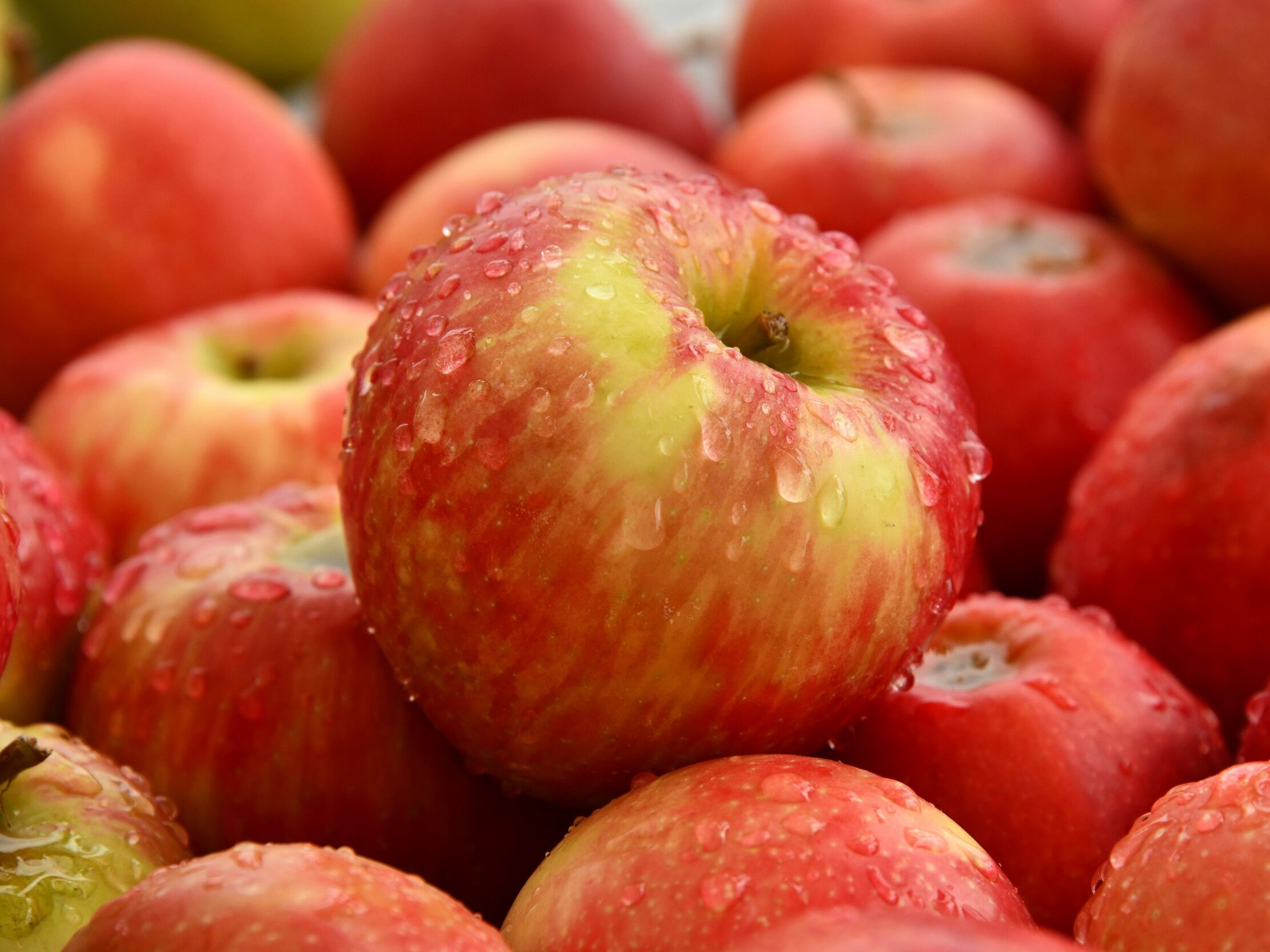 Picture of Pick your own fruit