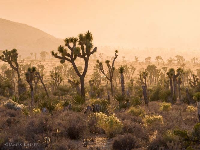 Picture of Joshua Tree National Park