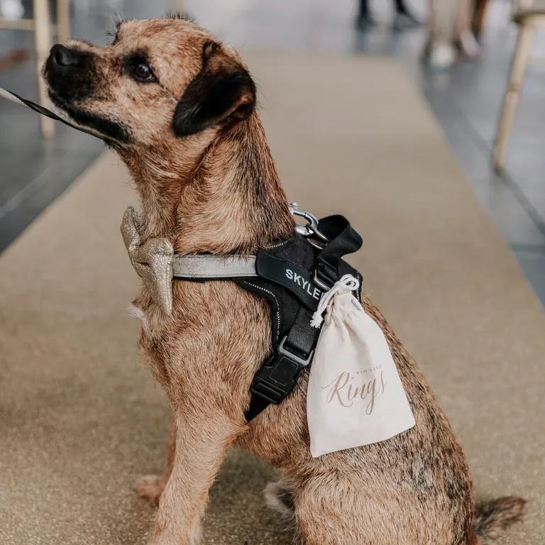 Dog ring bearer bag 