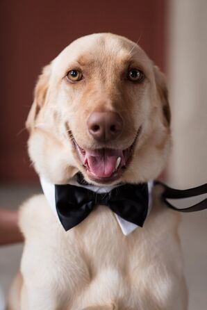 Yellow Lab Ring Bearer With Bow Tie