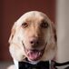 “Our yellow lab, Beaureagrd, was the ring bearer,” Kathleen says. “Alan built a special box for him to sit on during the reception, and we trained for months to make sure he knew his wedding pose command. It was also his third birthday, so it was extra-special for us to have him be a part of the celebration."