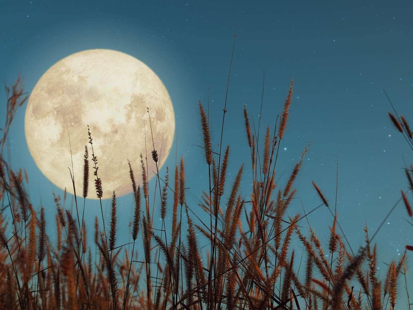 Picture of The Harvest Moon
