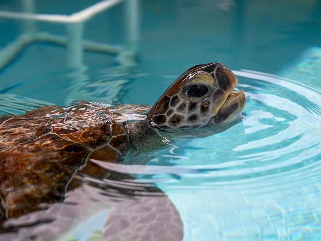 Picture of Loggerhead Marinelife Center