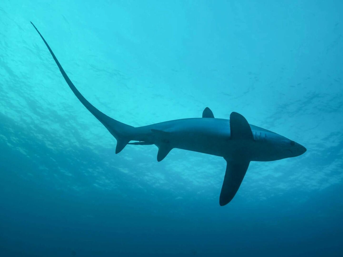 Picture of The Shark's Tail Dive Resort