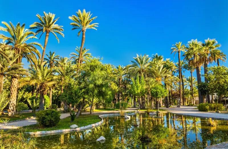 Picture of Palmeral of Elche