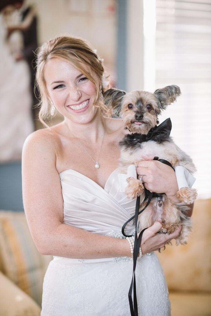 Oversized Black Bow Tie Puppy Collar